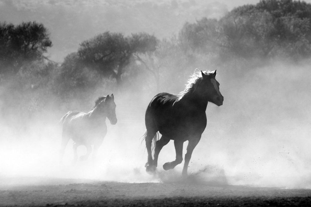 mejores peliculas sobre caballos 1024x683 - Las mejores películas de caballos