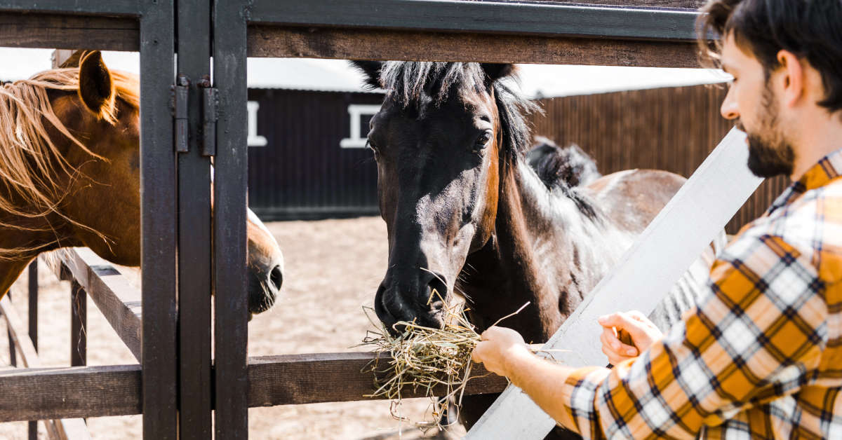 Cómo alimentar caballos de forma correcta