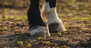 Cuidado de los Cascos del Caballo en Equitación