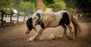 Juguetes para caballos