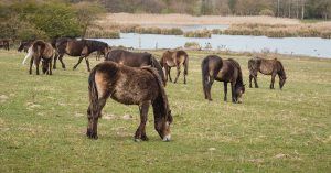 Razas de ponis