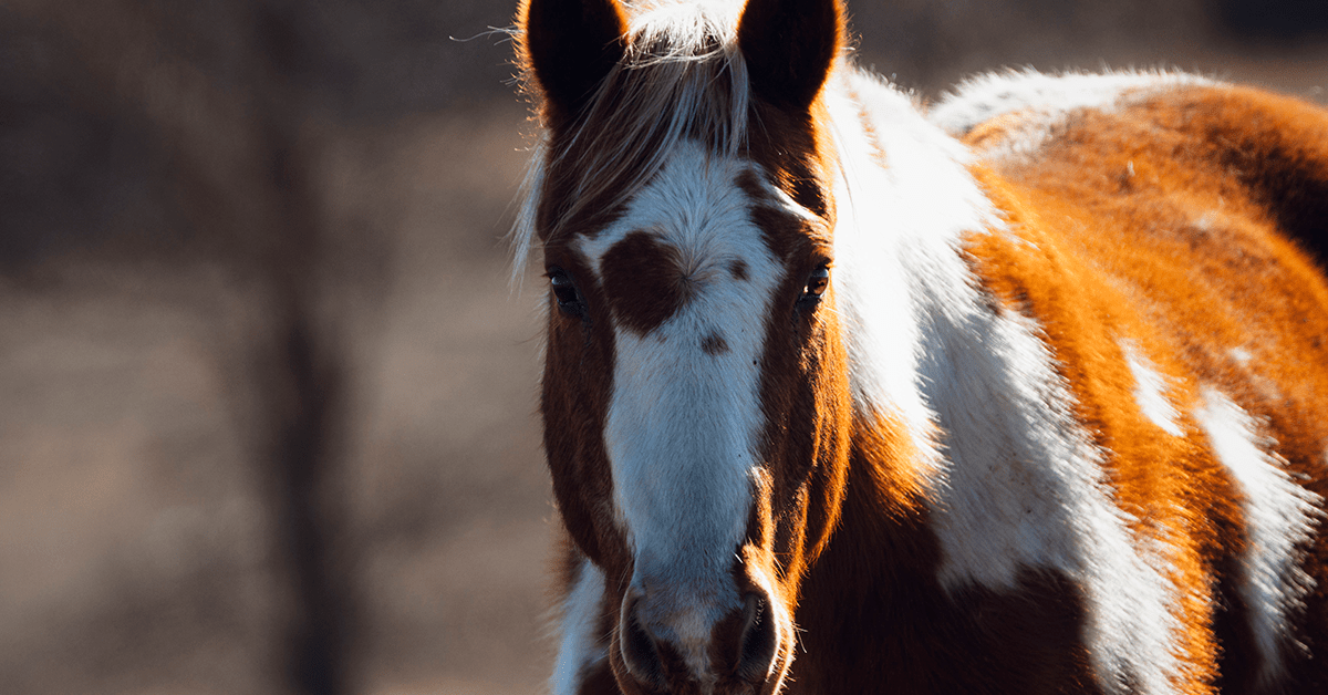 Lenguaje corporal del caballo: cómo entender y comunicar con tu caballo Lenguaje corporal del caballo: cómo entender y comunicar con tu caballo