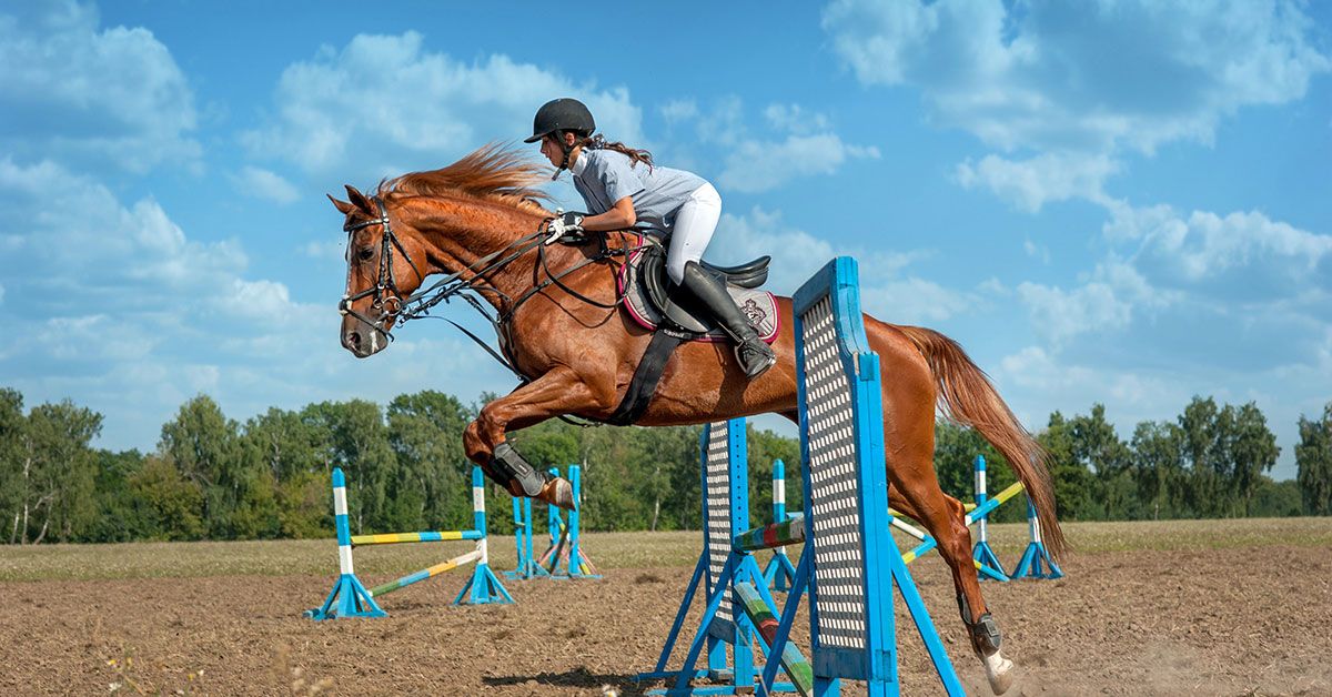 Los mejores canales de YouTube sobre hípica y equitación para ver en video Los mejores canales de YouTube sobre hípica y equitación para ver en video