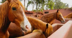 Refugios de caballos y otros animales equinos en España: hogares para animales necesitados