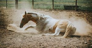 Cómo curar heridas en caballos Cómo curar heridas en caballos