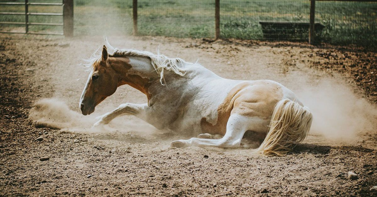 Cómo curar heridas en caballos Cómo curar heridas en caballos