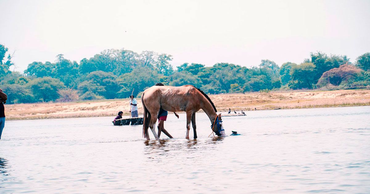 ¿Cuánta agua necesita beber un caballo al día? ¿Cuánta agua necesita beber un caballo al día?