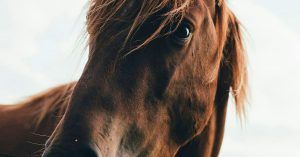 Los mejores suplementos para caballos: vitaminas y minerales para la salud y el bienestar equino Los mejores suplementos para caballos: vitaminas y minerales para la salud y el bienestar equino