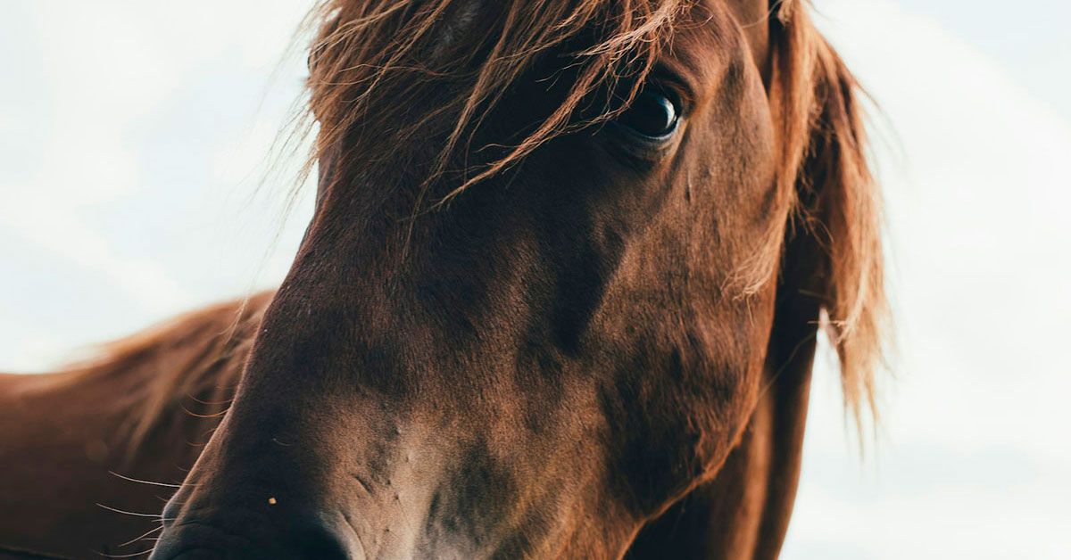 Los mejores suplementos para caballos: vitaminas y minerales para la salud y el bienestar equino Los mejores suplementos para caballos: vitaminas y minerales para la salud y el bienestar equino