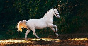 ¿Qué razas de caballos se adaptan mejor a principiantes en equitación? ¿Qué razas de caballos se adaptan mejor a principiantes en equitación?