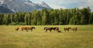 Características principales del caballo Características principales del caballo
